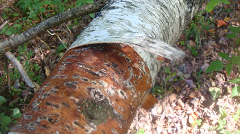 BARK PEELING OFF TREE